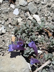 Penstemon caespitosus perbrevis