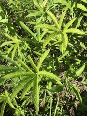 Filipendula rubra
