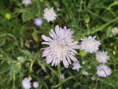 Knautia integrifolia