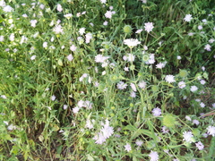 Knautia integrifolia