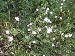 Knautia integrifolia