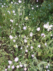 Knautia integrifolia