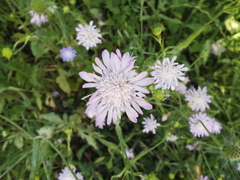 Knautia integrifolia