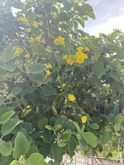 Cordia lutea