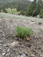 Astragalus megacarpus