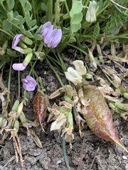 Astragalus megacarpus