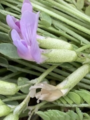 Astragalus megacarpus
