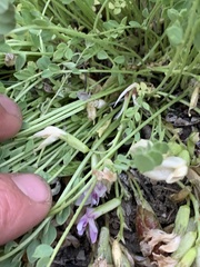 Astragalus megacarpus