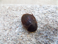 Homoeogamia mexicana