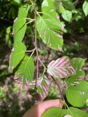 Acalitus longisetosus