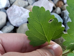 Echte Katzenminze (Nepeta cataria): Herkunft und Verwendung — Foto 2