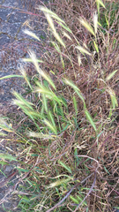 Hordeum murinum