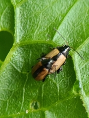 Phyllotreta armoraciae