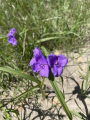 Tradescantia bracteata