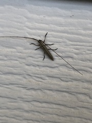 Hippopsis lemniscata