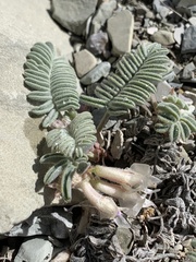 Astragalus lutosus