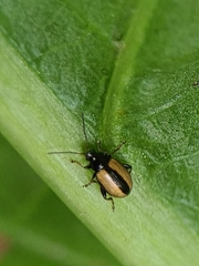 Phyllotreta armoraciae