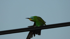 Merops persicus