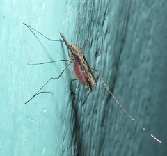 Anopheles tenebrosus