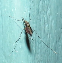Anopheles tenebrosus