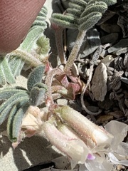 Astragalus lutosus