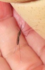 Anopheles tenebrosus