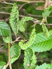 Aculops macrotrichus