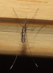 Anopheles tenebrosus