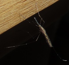 Anopheles tenebrosus