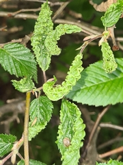 Aculops macrotrichus