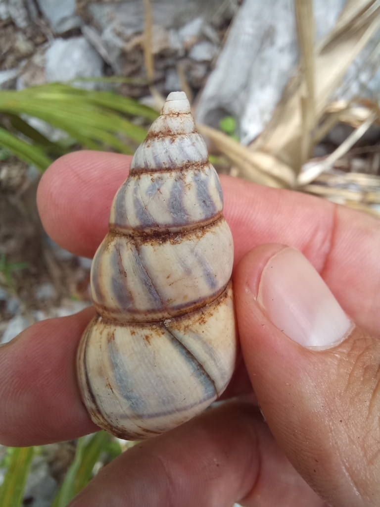 Liguus fasciatus blainianus