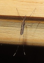Anopheles tenebrosus