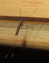 Anopheles tenebrosus