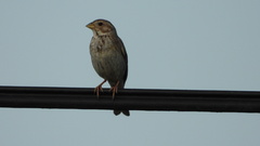 Emberiza calandra