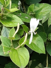 Lonicera japonica