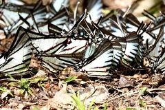 Neographium agesilaus