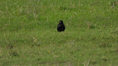 Sturnus vulgaris