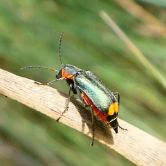 Clanoptilus marginellus