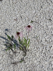Echinacea simulata