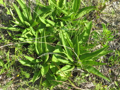 Silphium confertifolium