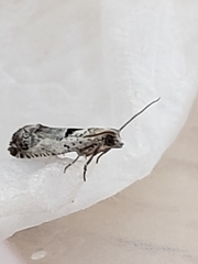 Epinotia ramella