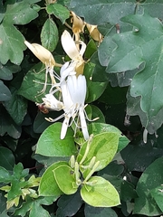 Lonicera japonica