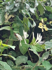 Lonicera japonica
