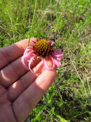 Echinacea simulata