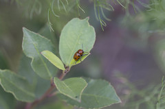 Cryptocephalus bimaculatus