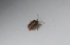 Elasmostethus interstinctus