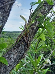 Broughtonia lindenii