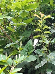 Lonicera japonica