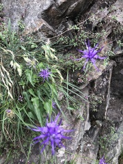 Phyteuma scheuchzeri