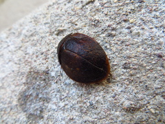 Homoeogamia mexicana